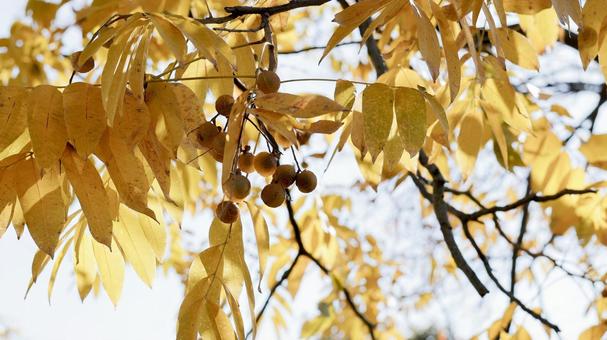 【植物の写真】ムクロジ（無患子） ムクロジ,無患子,黄色の写真素材