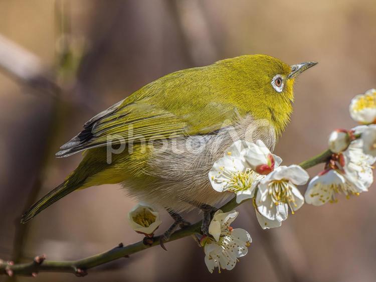 梅の花とメジロ・ウメジロー メジロ,ウメジロー,野鳥の写真素材