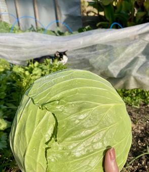 家庭菜園のキャベツと猫 家庭菜園のキャベツと猫 キャベツ,家庭菜園,農家の写真素材