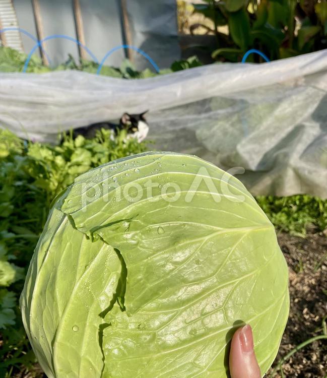 家庭菜園のキャベツと猫 キャベツ,家庭菜園,農家の写真素材