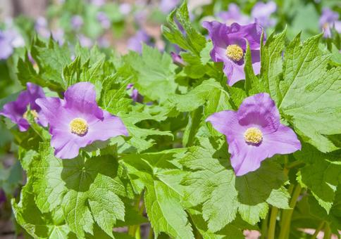 春の山野草-シラネアオイ 春の山野草-シラネアオイ 花,山野草,シラネアオイの写真素材
