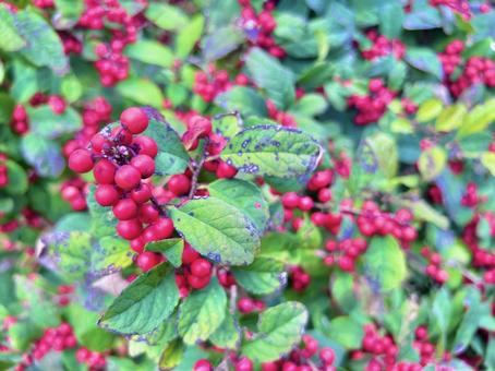 ウメモドキ 秋,ウメモドキ,植物の写真素材