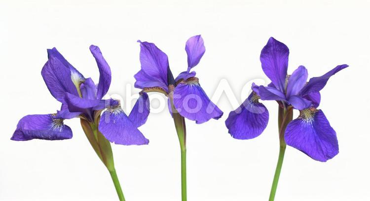アヤメの花びら、室内、白背景 アヤメ,紫,色の写真素材
