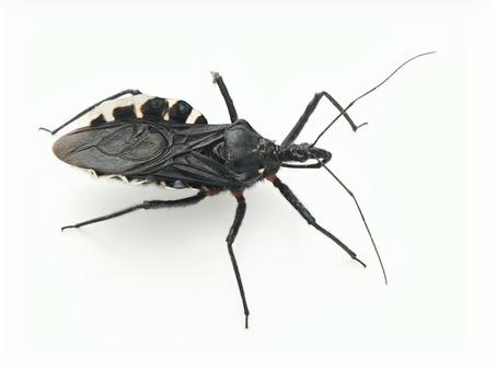 Photo, bug, beetle, sashi turtle, 