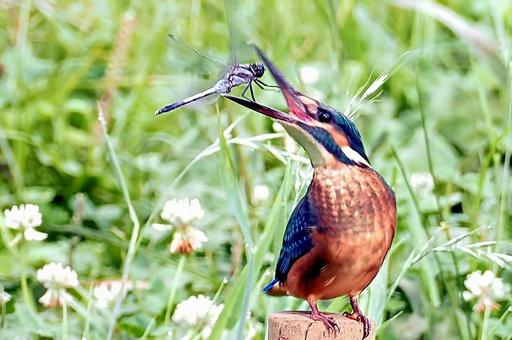 トンボを食べるカワセミ トンボ,シオカラトンボ,カワセミの写真素材