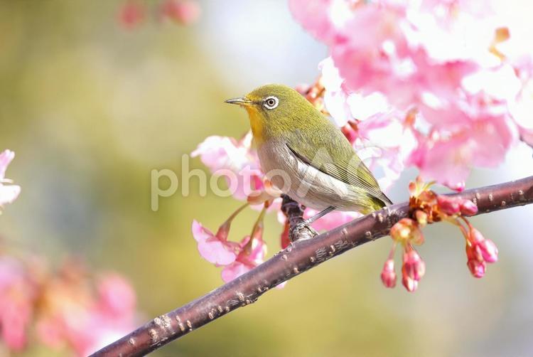 咲き出した河津桜に留まるメジロ メジロ,目白,黄緑の写真素材