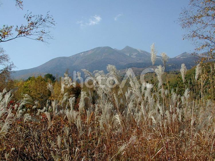 ススキ・薄の咲く風景 夏秋,山野,群生の写真素材