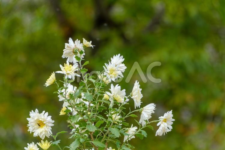 白菊の群れ 白菊,秋の花,菊の写真素材