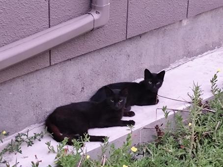 黒猫 黒猫の写真