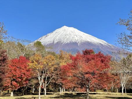 秋空に映える紅葉と富士山 富士山,紅葉,秋の写真素材