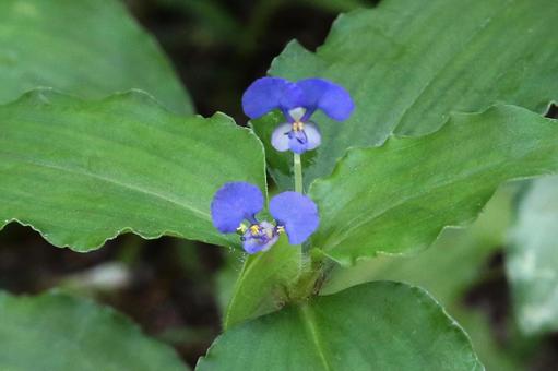 マルハツユクサ 植物,自然,雑草の写真素材