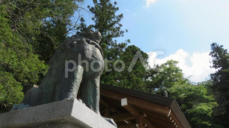 諏訪大社　上社　本宮　青銅製の狛犬 諏訪大社,上社,本宮の写真素材