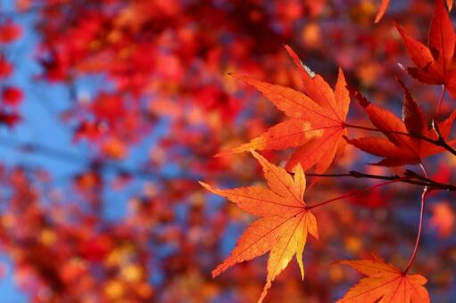 光に照らされたもみじ もみじ,紅葉,秋の写真素材