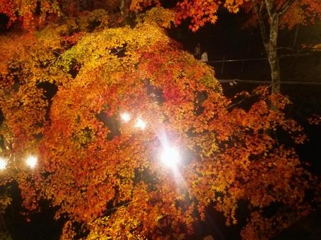 紅葉 紅葉,夜,ライトアップの写真素材