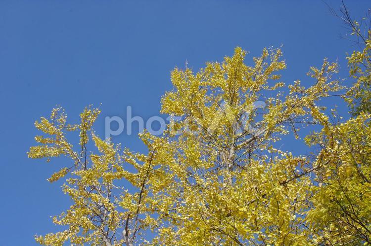 青空とイチョウの木 イチョウ,木,紅葉の写真素材