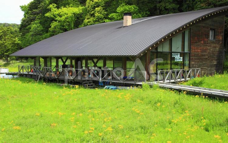 サワオグルマ群生地 サワオグルマ,植物,オカオグルマ属の写真素材