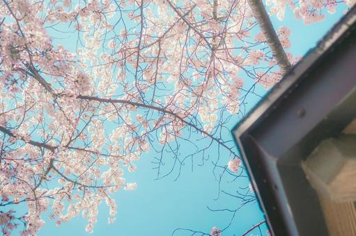 桜 桜の写真