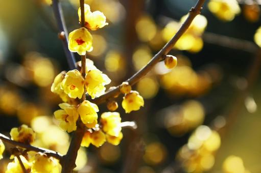 満開の蝋梅 蝋梅,黄色い花,梅の写真素材