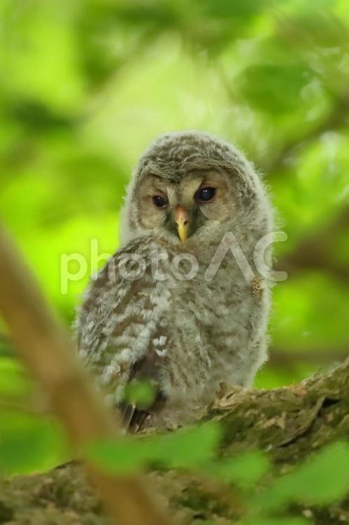 神社のフクロウ雛 フクロウ,雛,モフモフの写真素材