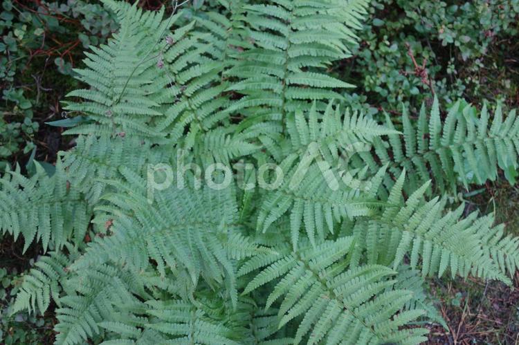 北欧の初秋の森で シダ,スウェーデン,バックグラウンドの写真素材