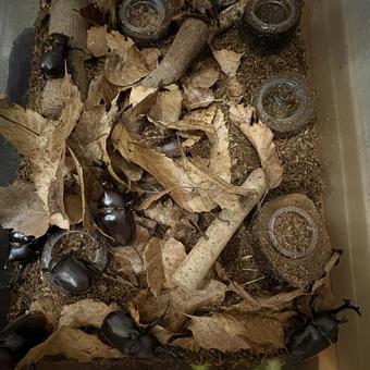 Rhinoceros Beetle, JPG Rhinoceros Beetle, JPG