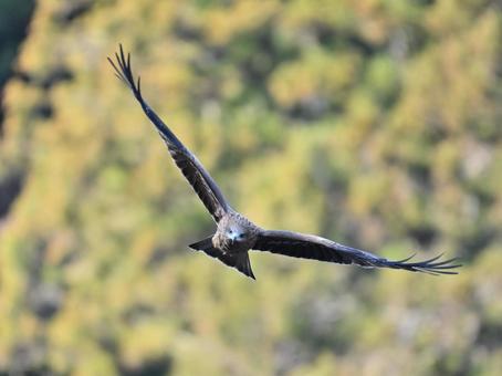 Black Kite, JPG