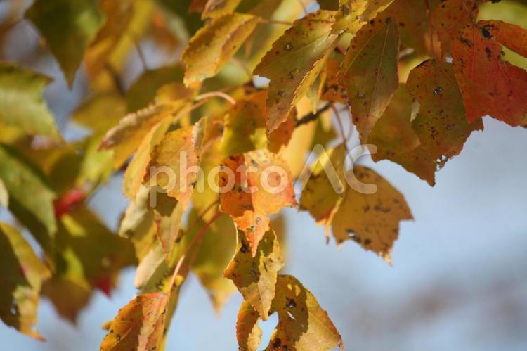 短い秋の紅葉　８ 紅葉,秋,木漏れ日の写真素材