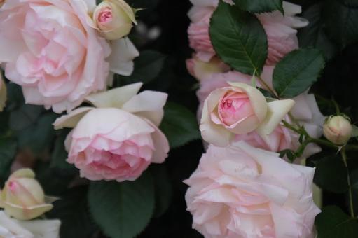 薔薇 薔薇の写真