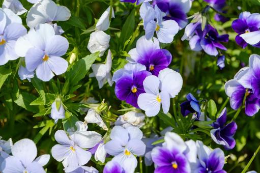 鮮やかな紫のビオラと白い花のコントラスト 鮮やかな紫のビオラと白い花のコントラストの写真