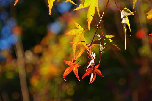 陽射しの中のイロハモミジ 陽射しの中のイロハモミジの写真