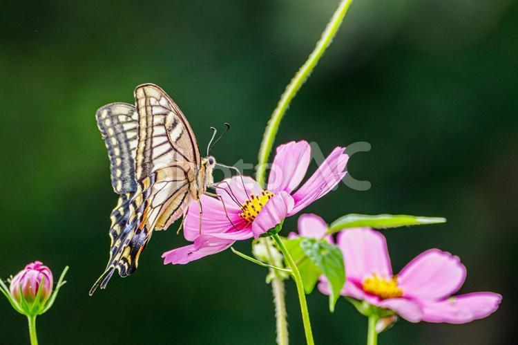 コスモスとキアゲハ(26) 蝶,キアゲハ,花の写真素材