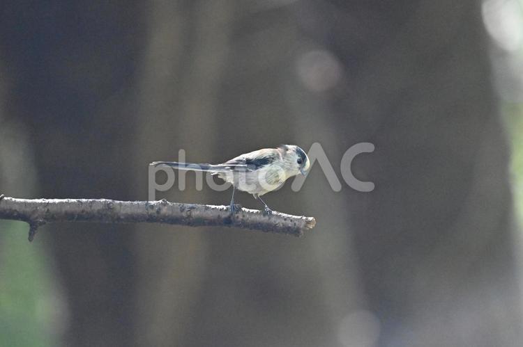 枝に止まるエナガの幼鳥 エナガ,可愛い,山野の鳥の写真素材