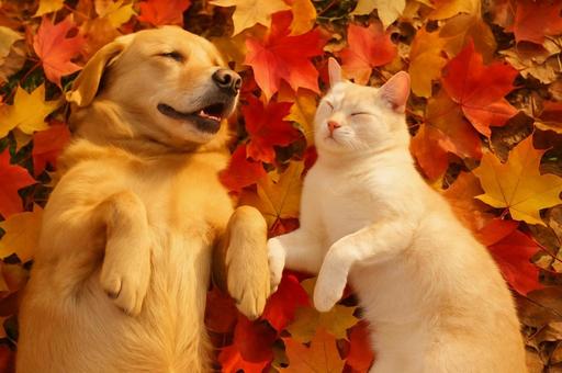 秋の落ち葉で眠る犬と猫・仲良し動物・癒し 秋の落ち葉で眠る犬と猫・仲良し動物・癒しの写真
