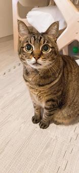 Staring Cat, JPG