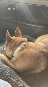 犬 犬,ペット,車内の写真素材