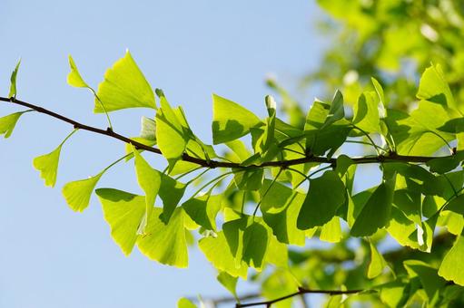 イチョウの葉 イチョウの葉 イチョウ,樹木,裸子植物の写真素材