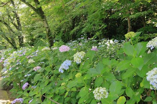 本土寺の満開の紫陽花 本土寺の満開の紫陽花 紫陽花,本土寺,アジサイの写真素材