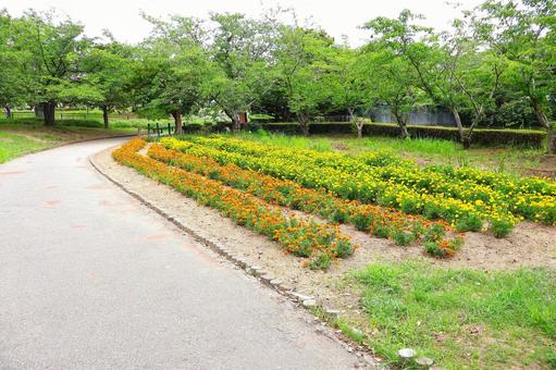 マリーゴールドが咲く「公園の散歩道」 マリーゴールドが咲く「公園の散歩道」 散歩道,マリーゴールド,咲くの写真素材