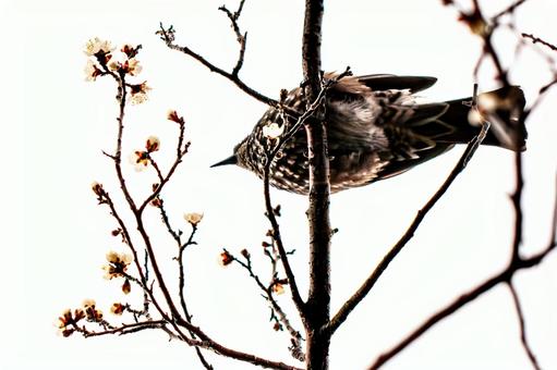 Photo, brown ears, white-headed bird, bird, 