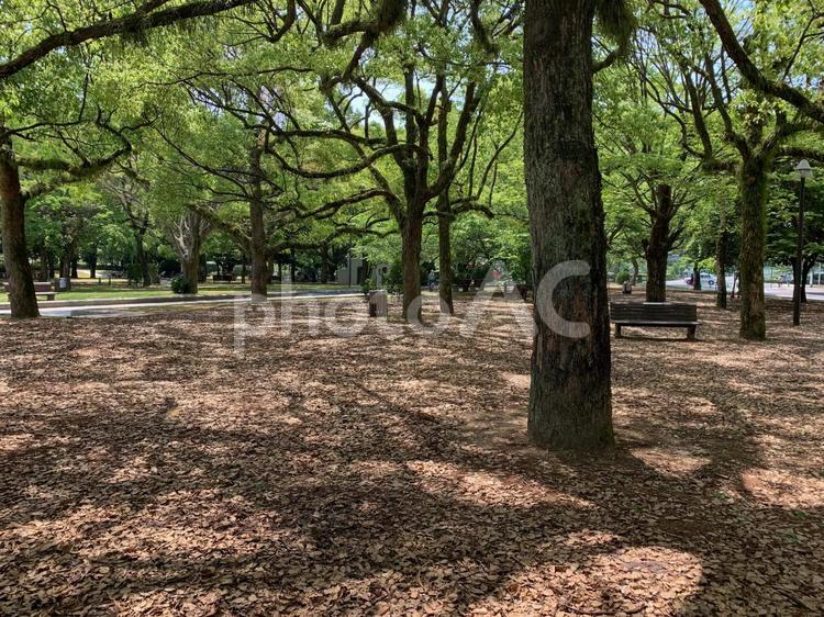 公園の風景 公園,木漏れ日,休日の写真素材
