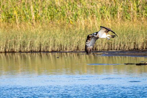 ミサゴ(72) ミサゴ(72)の写真