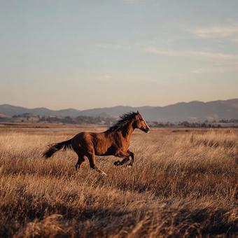 大自然の中、自由に駆け抜ける馬 大自然の中、自由に駆け抜ける馬の写真