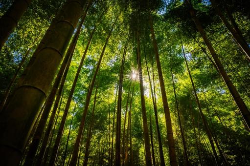 栃木県　竹林 栃木,栃木県,宇都宮市の写真素材