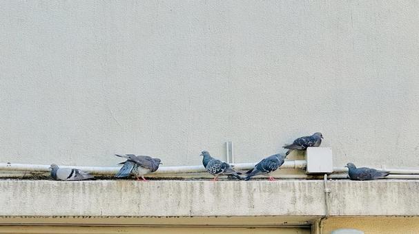 日常の鳩 日常の鳩 鳩,近所,建物の写真素材