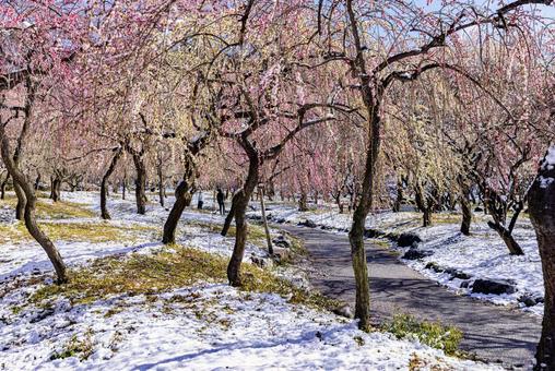 いなべ市農業公園　満開の梅園 花,梅,春の写真素材