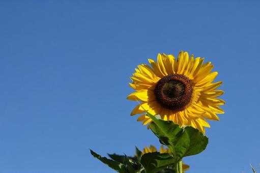 太陽の花明るい気持ちになる向日葵 太陽の花明るい気持ちになる向日葵の写真
