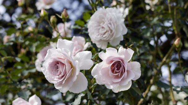【花の写真】ばらの花 rose,植物,園芸の写真素材