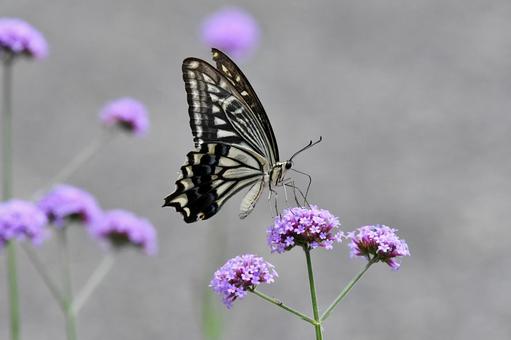 アゲハチョウと花 アゲハチョウと花の写真