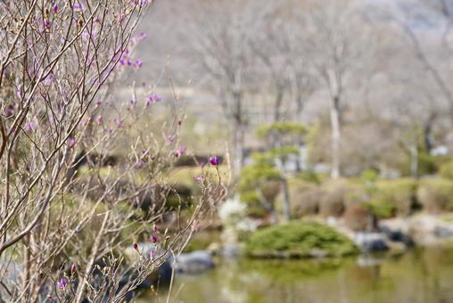 蕾 蕾の写真