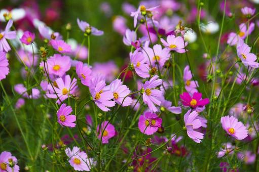 満開に花開いたコスモス 満開に花開いたコスモスの写真